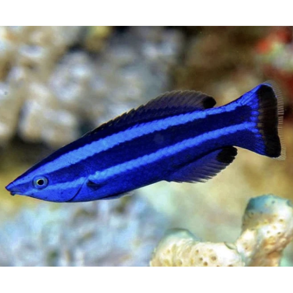 FOUR LINE WRASSE